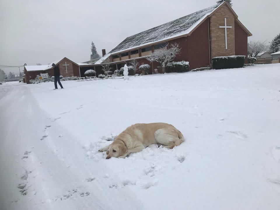 service dog snow, evris, snow church, auburn snow, white christmas