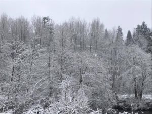green river, snow covered trees, auburn green river, snowcovered auburn, white christmas