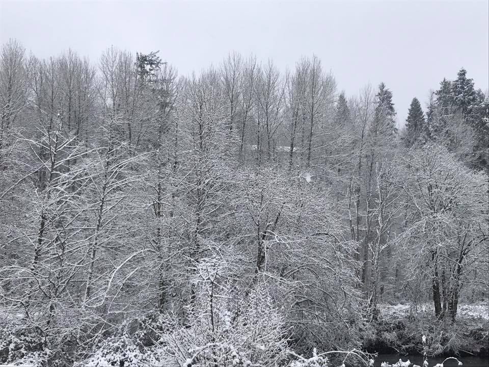 green river, snow covered trees, auburn green river, snowcovered auburn, white christmas