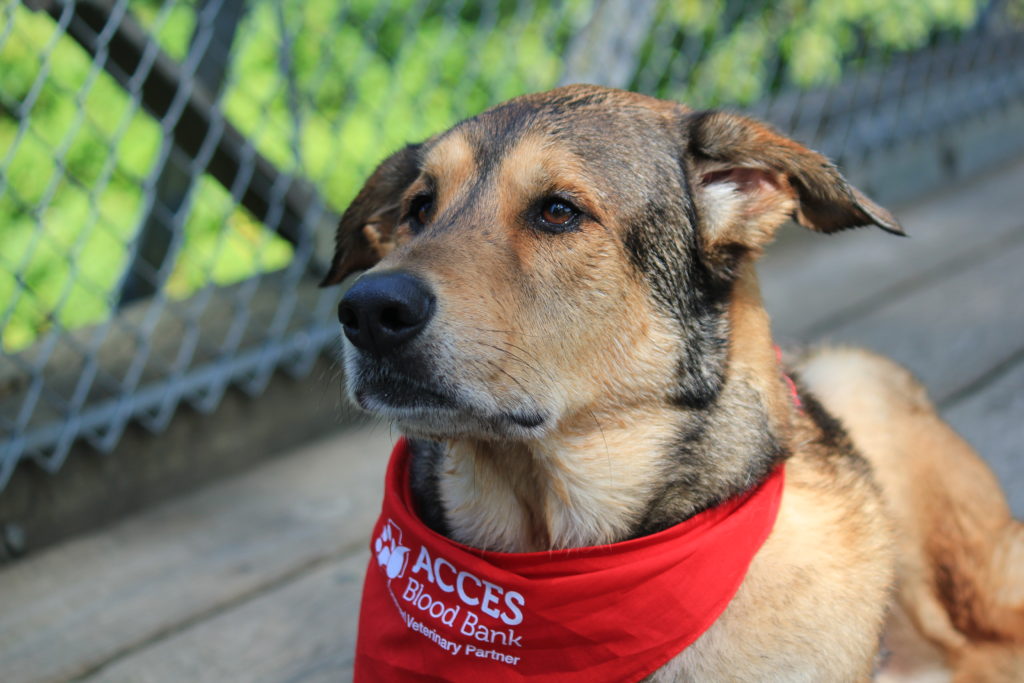 Community Pet Blood Bank, Acces blood bank, blue pearl vet, hero pets