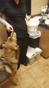 community pet blood bank, treats, vet