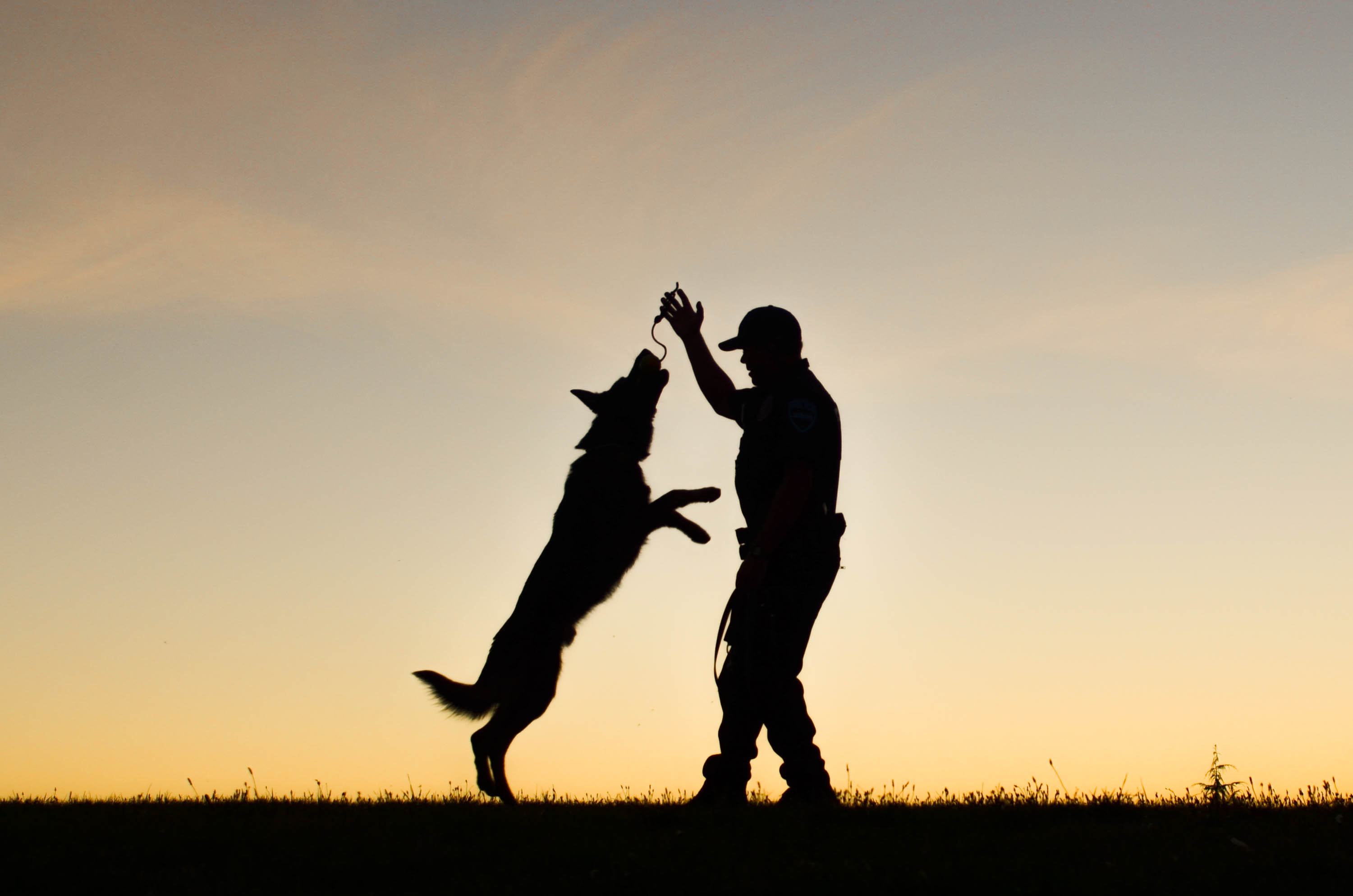 VRPDA, Valley Retired Police Dog Association, Police Canine, Police k9, k9 cop, apd, auburn, auburn wa, city of auburn, police dog, silhouette photo, cop dog, police canine, canine unit, k-9 cop, GSD k9, german shepherd