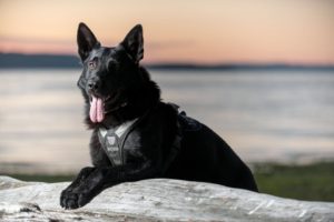 VRPDA, Valley Retired Police Dog Association, Police Canine, Police k9, k9 cop, police dog,cop dog, police canine, canine unit, k-9 cop, GSD k9, german shepherd, federal way, federal way pd, fwpd, federal way wa