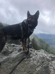 VRPDA, Valley Retired Police Dog Association, Police Canine, Police k9, k9 cop, police dog,cop dog, police canine, canine unit, k-9 cop, GSD k9, german shepherd, kent police, rpd, city of kent, kent wa, kent, kpd