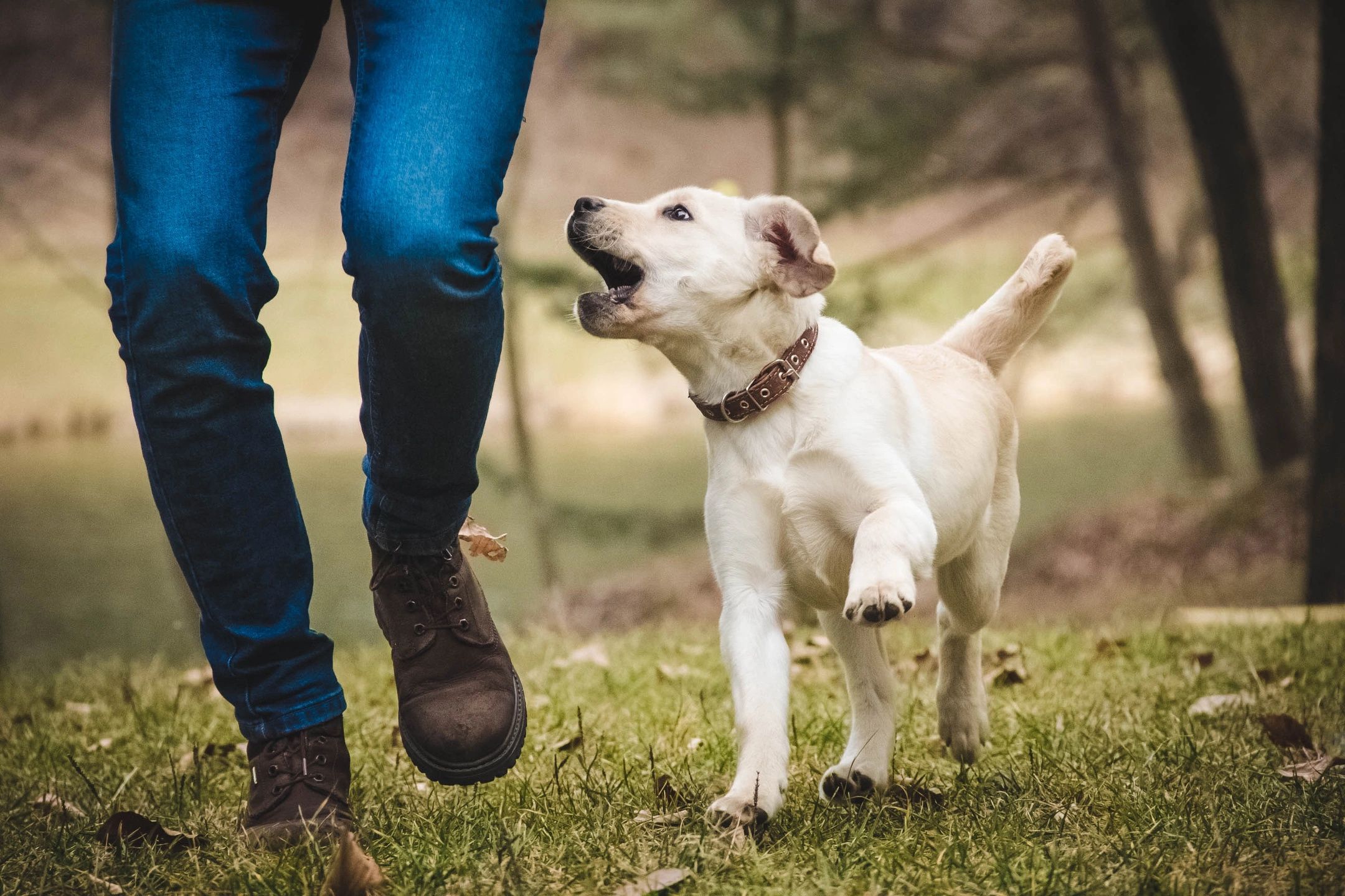 Registration now open for Auburn Petpalooza’s Dog Trot Auburn Examiner