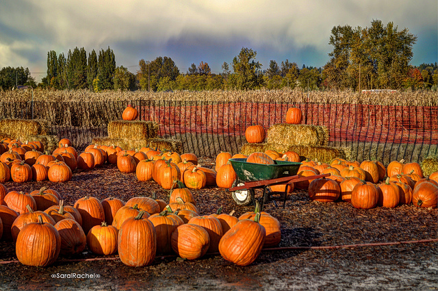 pumpkin patch, pumpkins, corn stalks, auburn wa, auburn farm, farms, auburn washington, city of auburn, auburn farm, hay bails