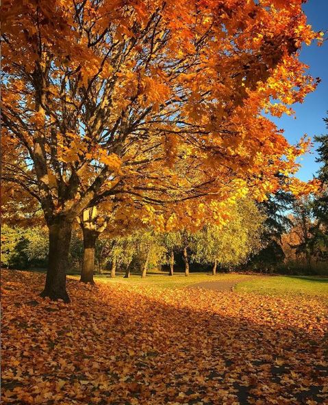 Fallen leaves lay at the base of a large tree in autumn