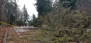 Pse, Puget sound energy, downed tree, downed powerline, storm damage