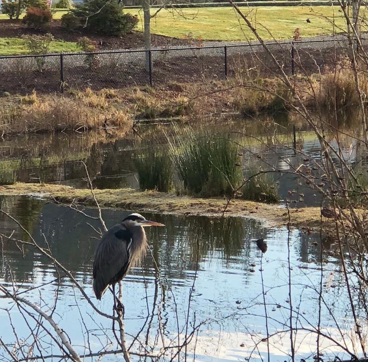 blue heron, auburn wa, trail run, auburn washington