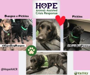 Hope Animal Assisted Crisis Response, therapy dogs, valley com, vcc, valley communications center, compassion fatigue, secondary trauma, 911 dispatcher mental health