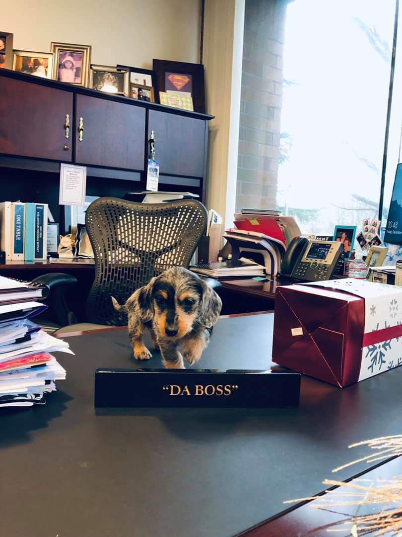 Auburn wa, Mayor Gracie, City of Auburn, Mayor Backus, Nancy Backus, Mayor of Auburn, Doggo Mayor