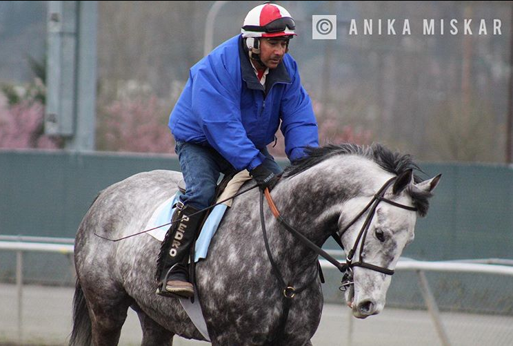 emerald downs, seattle horse racing, auburn wa race track, horse racing, anika miskar, jokey pedro