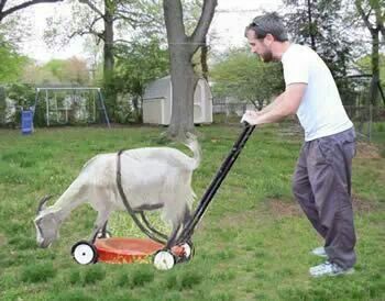 Goat lawn mower, mow your lawn, city of auburn