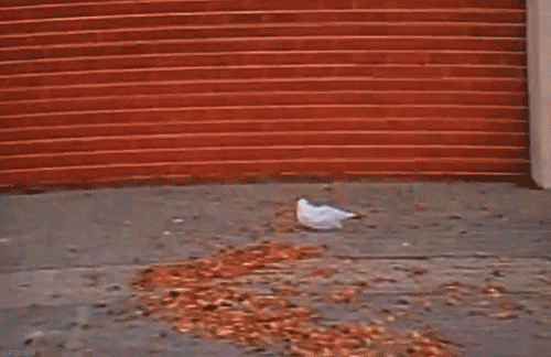 american beauty, save the planet, single-use plastic bags