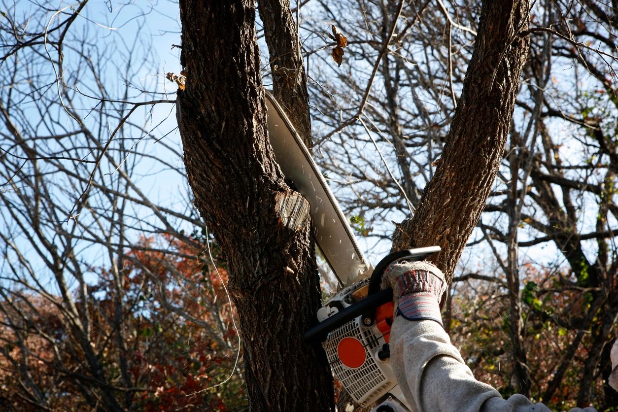 tree cutting, tree trimming, city of auburn