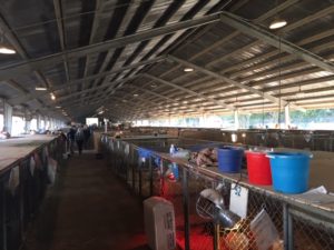 apd, animal control, sarah Cattaneo, butte county, animal control, Gridley Animal Shelter , Gridley fairgrounds