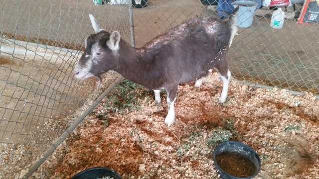 apd, animal control, sarah Cattaneo, butte county, animal control, Gridley Animal Shelter , Gridley fairgrounds, wildfire