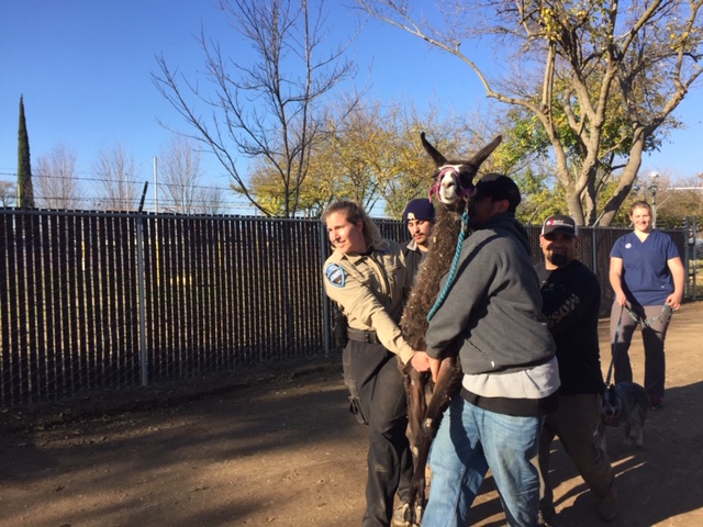apd, animal control, sarah Cattaneo, butte county, animal control, Gridley Animal Shelter , Gridley fairgrounds, wildfire