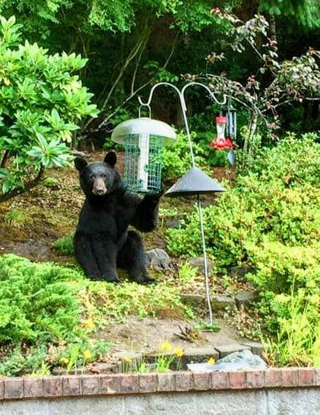 bear, lea hill bear, auburn bear, black bear, wa black bear,