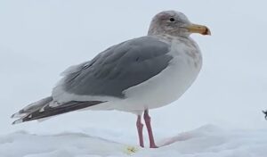 senator clair wilson, bill the bird, olympia bird