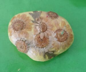 lena hall, auburn wa rocks, rock painted, mod podge art, modge pocge, painted rock, rock art, hidden rocks