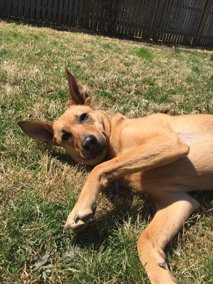 pet safety tips, summer safety tips for pets, mercy in the summer, stay cool with these pet safety tips