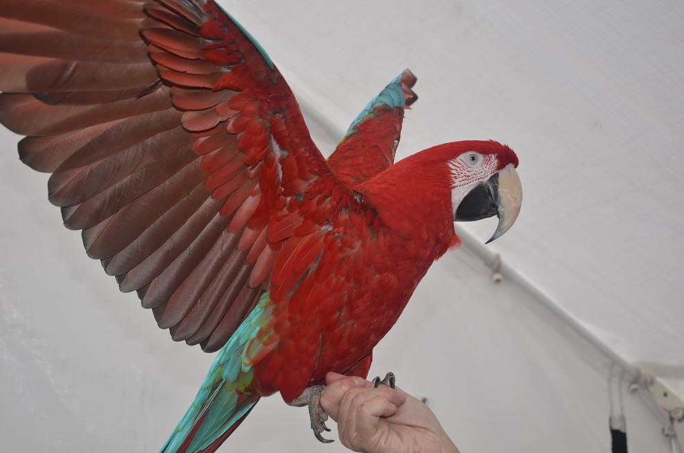 seattle parrot expo, auburn event center, flight club, parrot flight club, parrot lady, auburn wa seattle parrot expo