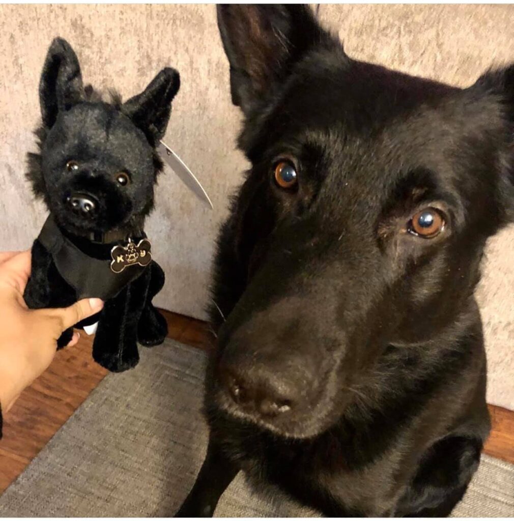 valley retired police dog association, vrpda, valley retired k9, k9 kaiser,