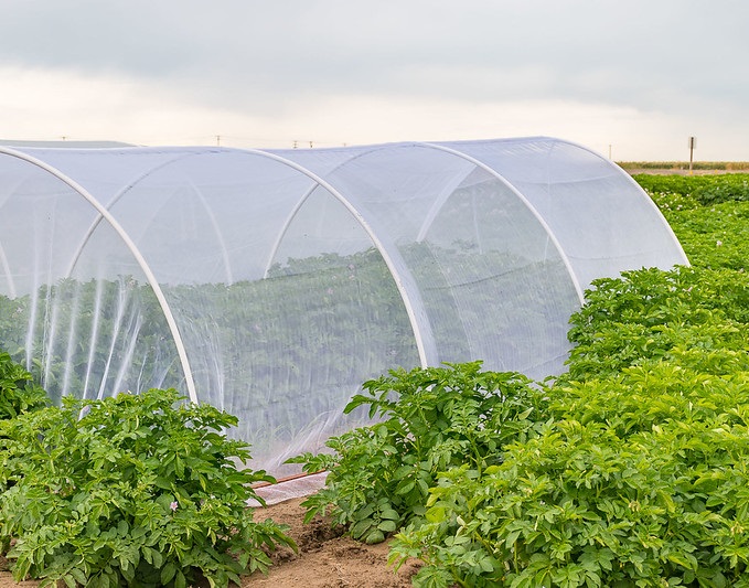 wsu potato research, wsda,