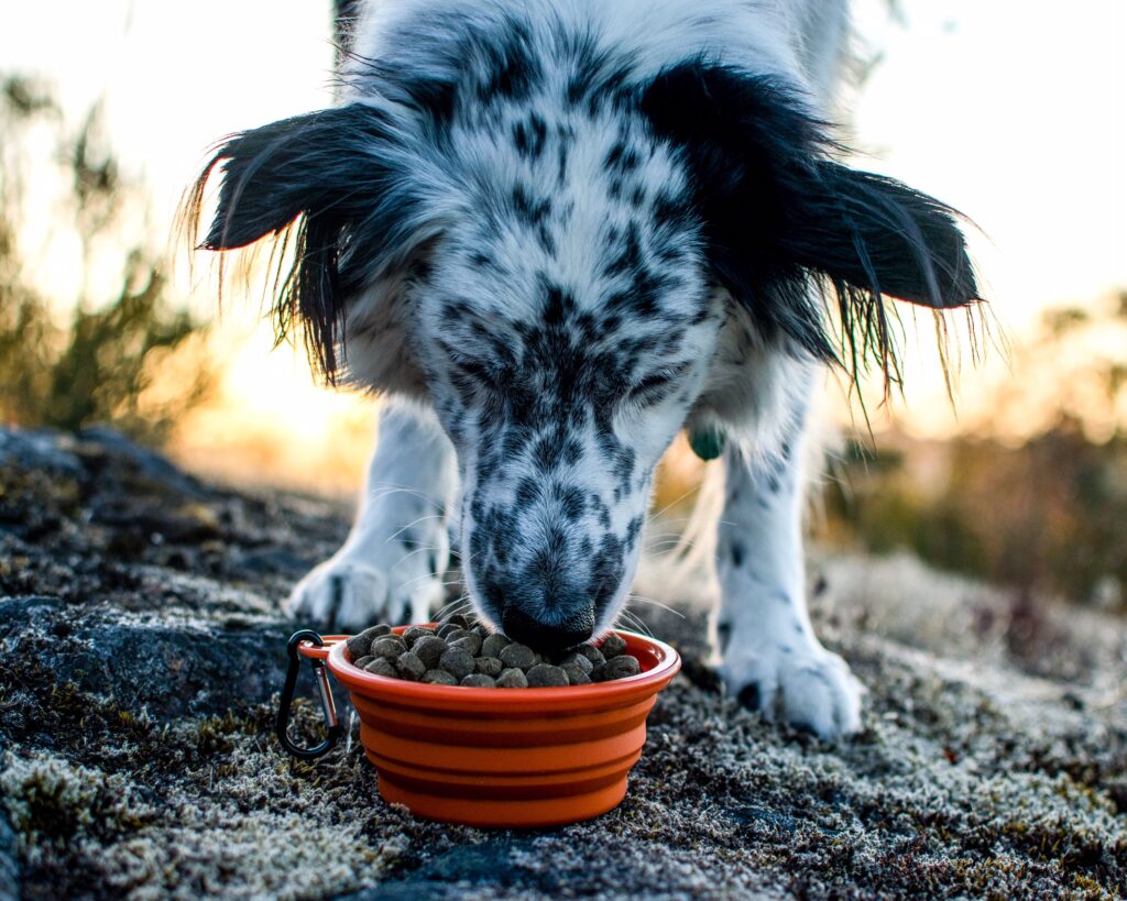 petcurean, go solutions, doggo, coastal farm & ranch, auburn pet food store, now fresh,