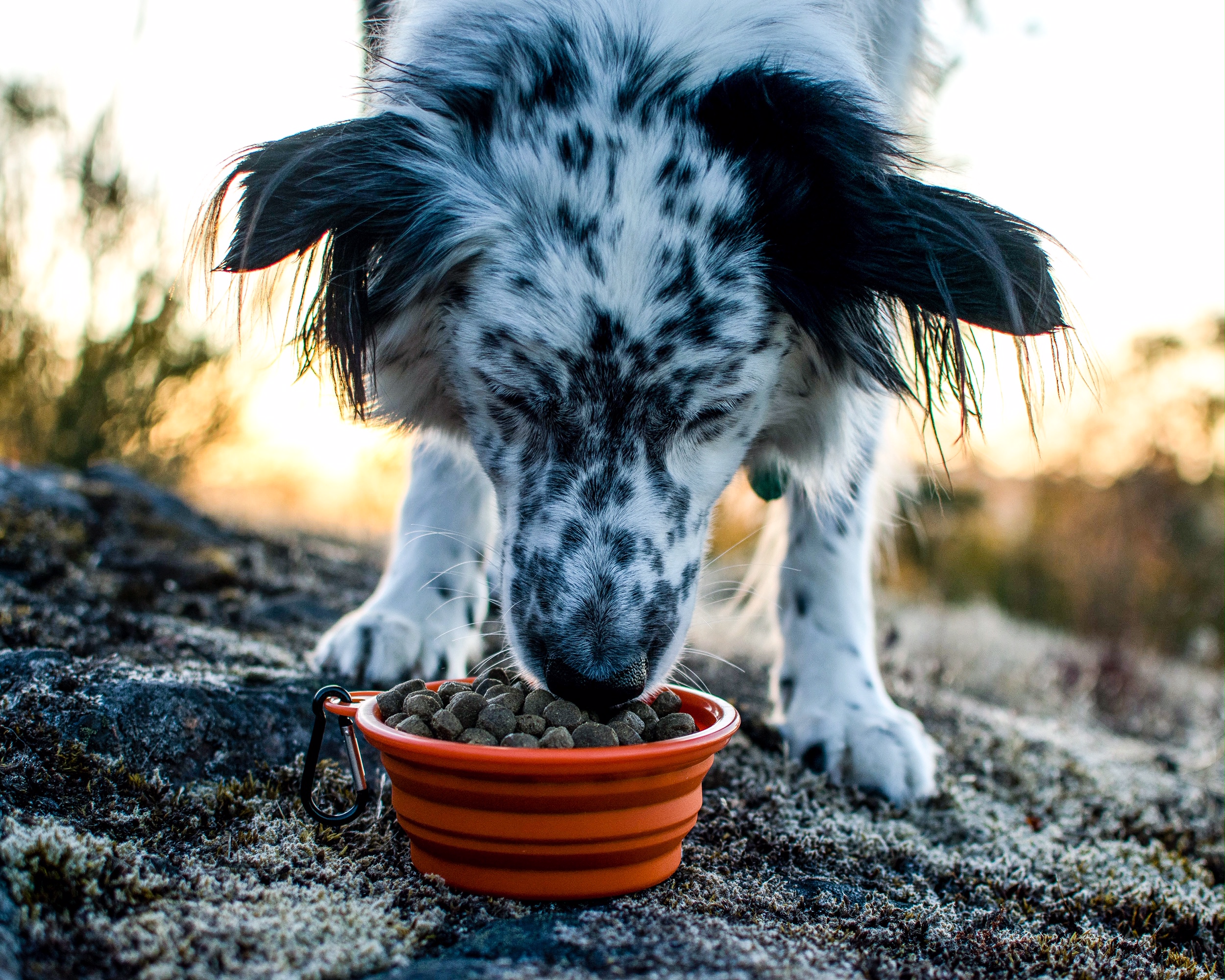 petcurean, go solutions, doggo, coastal farm & ranch, auburn pet food store, now fresh,