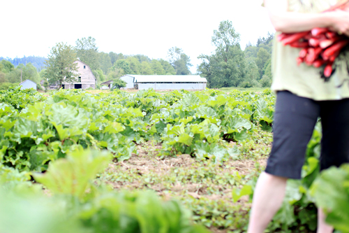 Mosby farms, farmers feeding families act, farms and food banks, auburn farm, Washington farm, auburn wa farm, federal farming aide, covid-19 farm aide, schrier farm package,