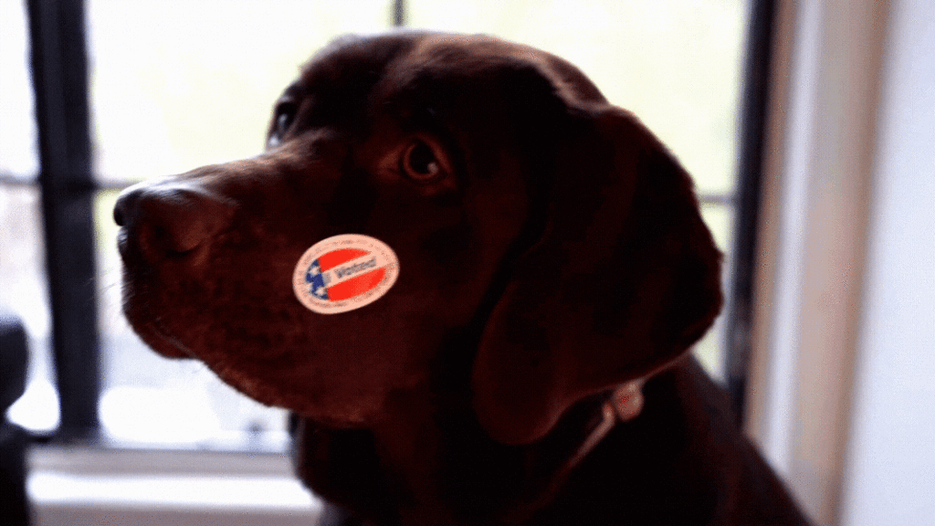 Vote2020, 2020 election, 2020 candidates, 8th congressional district Representative candidates, who is running Washington state, who is on the ballot, auburn wa election, 2020 primary, august 4 election, 2020 vote