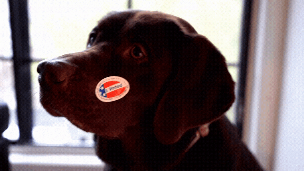 Vote2020, 2020 election, 2020 candidates, 8th congressional district Representative candidates, who is running Washington state, who is on the ballot, auburn wa election, 2020 primary, august 4 election, 2020 vote