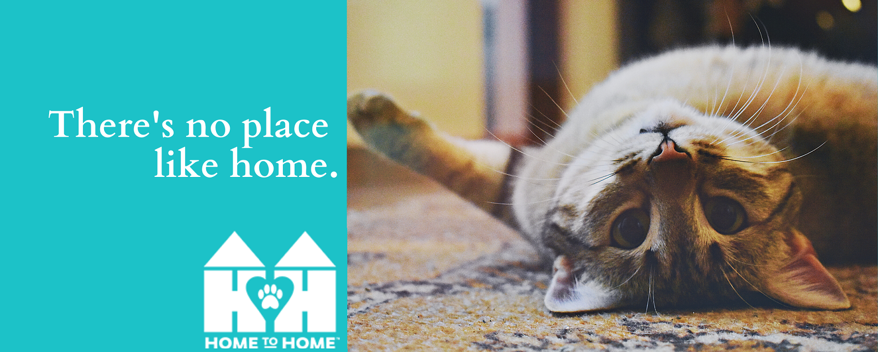 avhs, auburn valley humane society, avhs auburn wa, auburn wa humane society, home to home, pet adoption auburn wa, home to home program auburn wa, avhs home to home