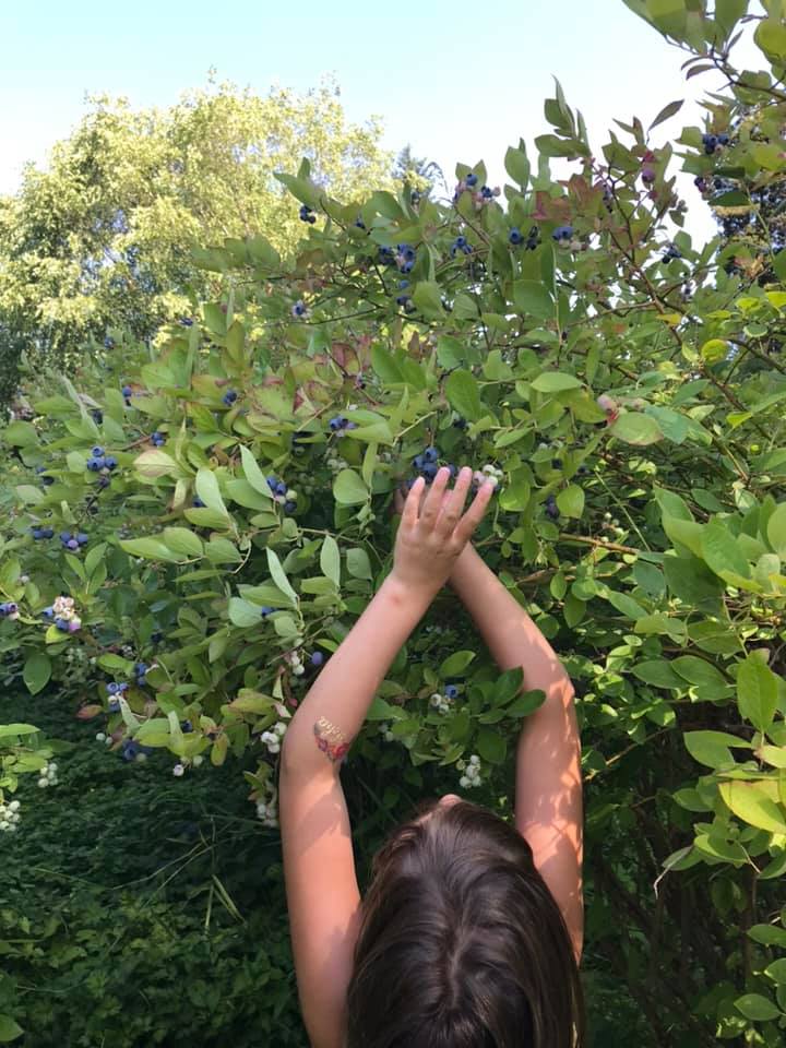 blueberries, u-pick berries, you pick berries, auburn wa berries, where to pick berries near auburn wa, can you still do you pic berries, 