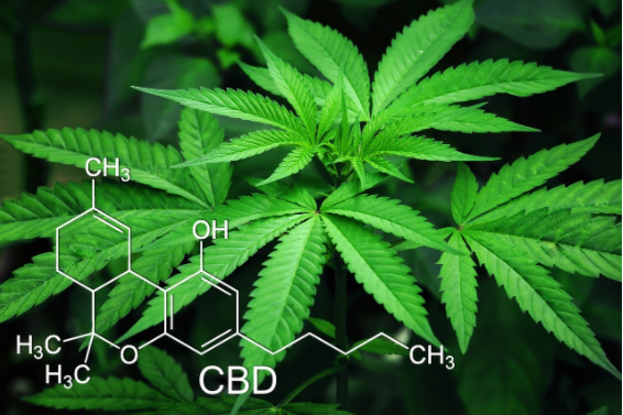 cbd, what is cbd, cbd science, marijuana leaf, marijuana, cannabis