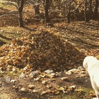 dog leaves, dog jumping into leaves gif