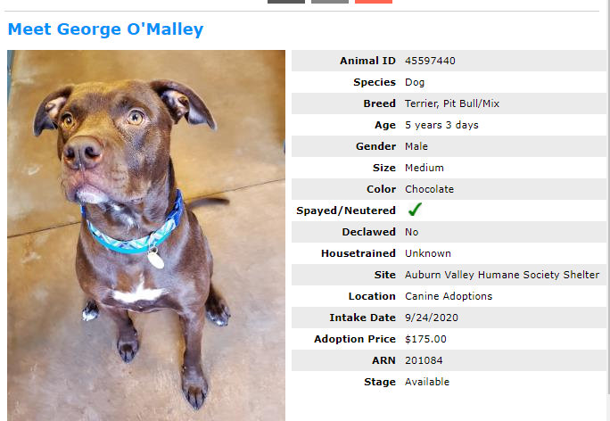avhs, auburn valley humane society, adoptions, shelter open house, george omalley, dog adoption auburn wa, auburn humane society, auburn animal shelter