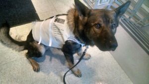 apd K9 Jax, K-9 Jax, auburn pd Jax, auburn police department, K9 team Nunn and Jax,