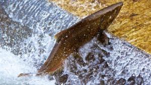 salmon hatchery, salmon, samon, salmon ladder,