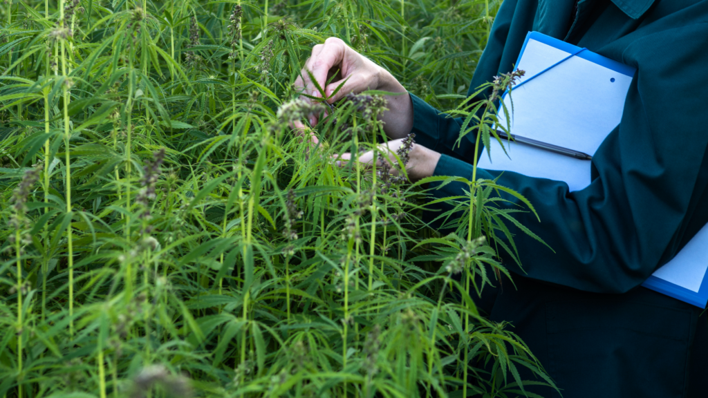 cannabis testing, cannabis quality testing, cannabis accuracy testing, wslcb public comment, wslcb cannabis testing