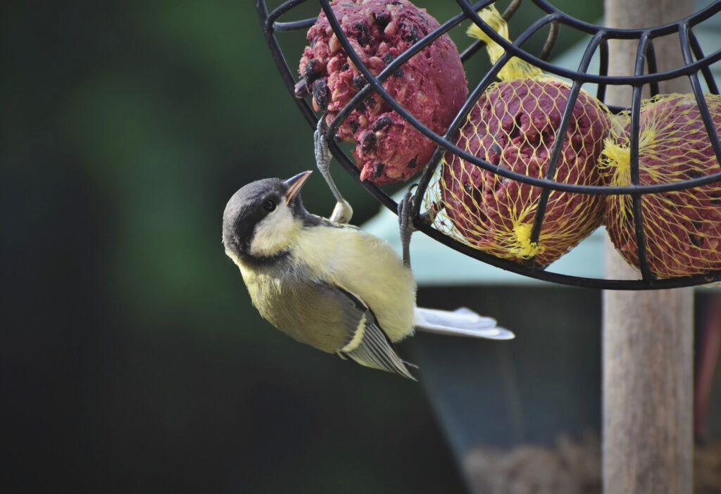 A songbird hangs on a birdfeeder pecking at birdseed.
