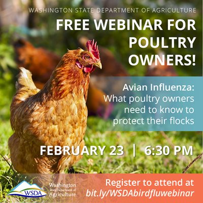 WSDA Graphic with red chicken promoting free webinar for poultry owners