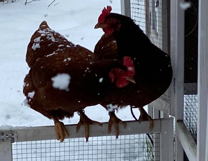 Two red feathered chickens perch on an open gate to a chicken coop on a snowy day