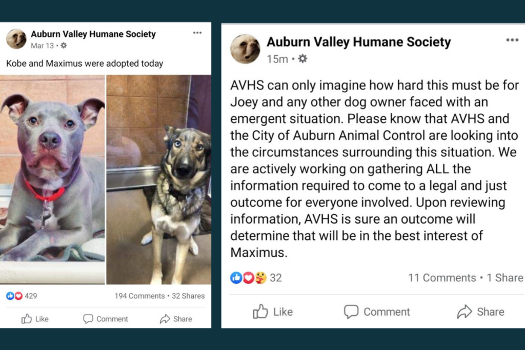 Two screen grabs from the AVHS Facebook page, one announcing 'Maximus' was adopted on March 13, and the second of a A March 28 post from the AVHS addressing Joey and Max.