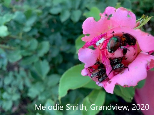Destructive Japanese beetles eating a pink flower