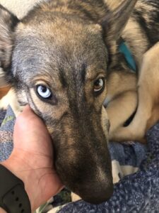 Max, a german shepherd mix dog, looking upward at the camera, his head resting in the hand of an unknown person.