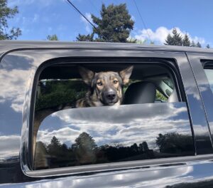 Max, a German Shepherd mix dog, looking out the window of a black pick up truck