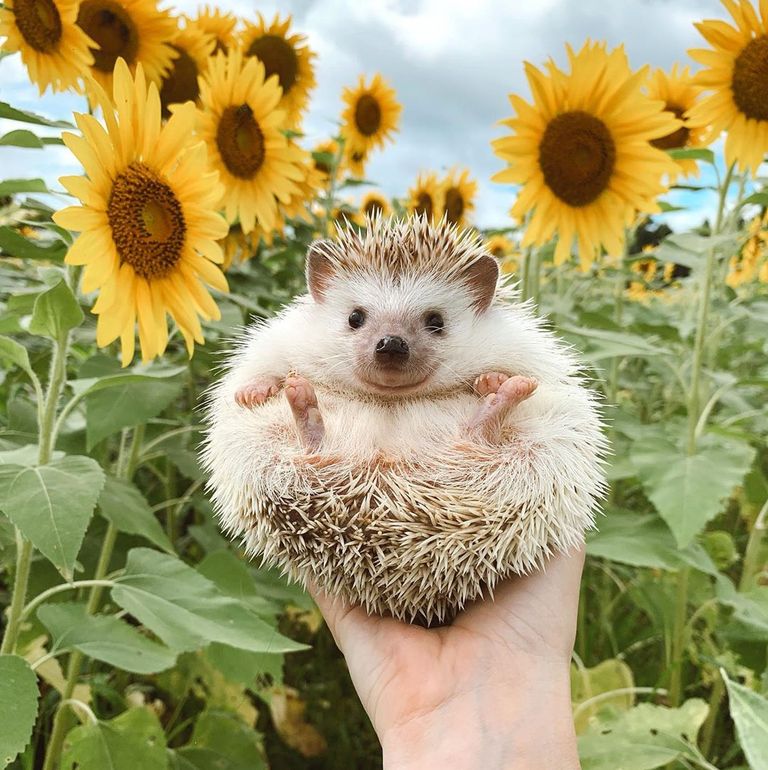 A hedgehod being held up in a sunflower field